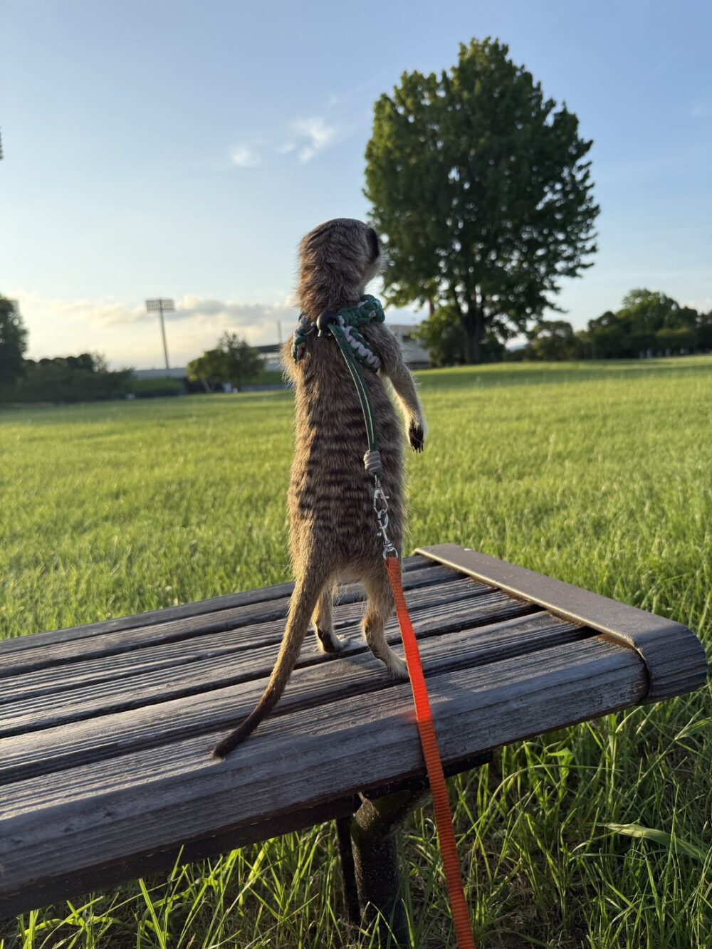 お散歩を楽しむミーアキャットのココとナッツ