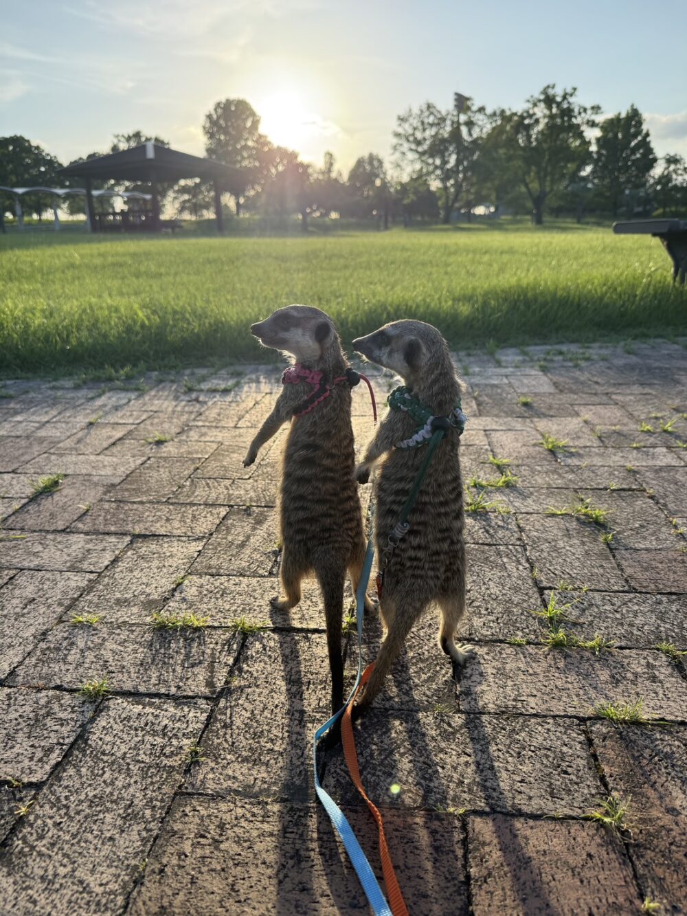 森林公園でお散歩するミーアキャットのココとナッツ