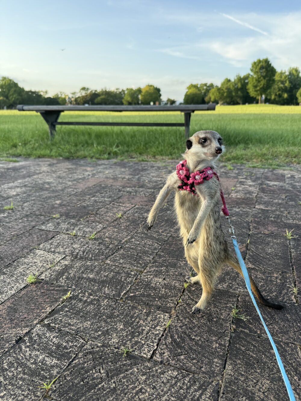 森林公園で外の空気を楽しむミーアキャット